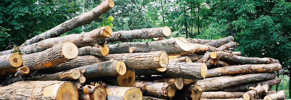 wood certification