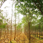 forest carbon verification and validation