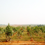 forest carbon validation, forest carbon verification